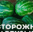 Как выбрать сочный и безопасный арбуз? - Телевидение Импульс