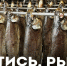 В Новом Уренгое открыт современный цех по переработке рыбы - Телевидение Импульс